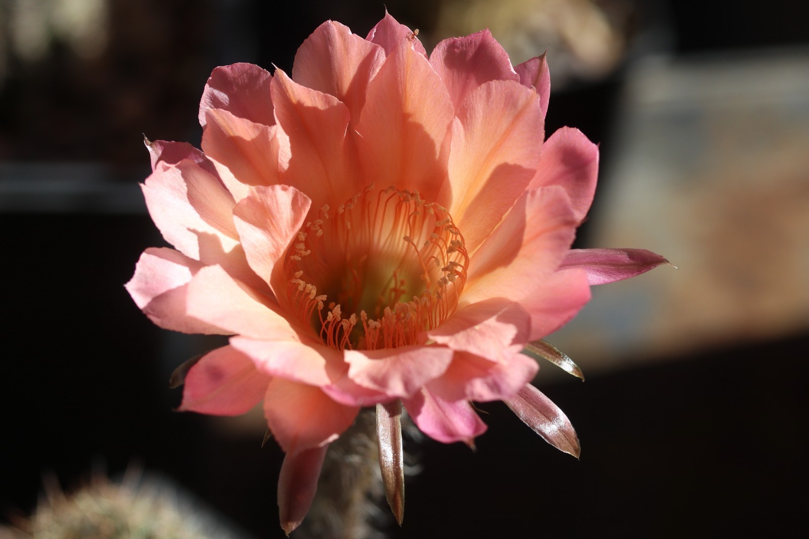 Echinopsis hybrid ‘Reverie’