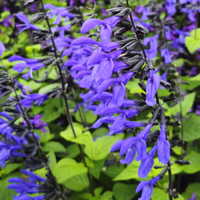 Set 2 Black and Blue Salvia Live Plants – 5-9″ Tall – Perennial Flower