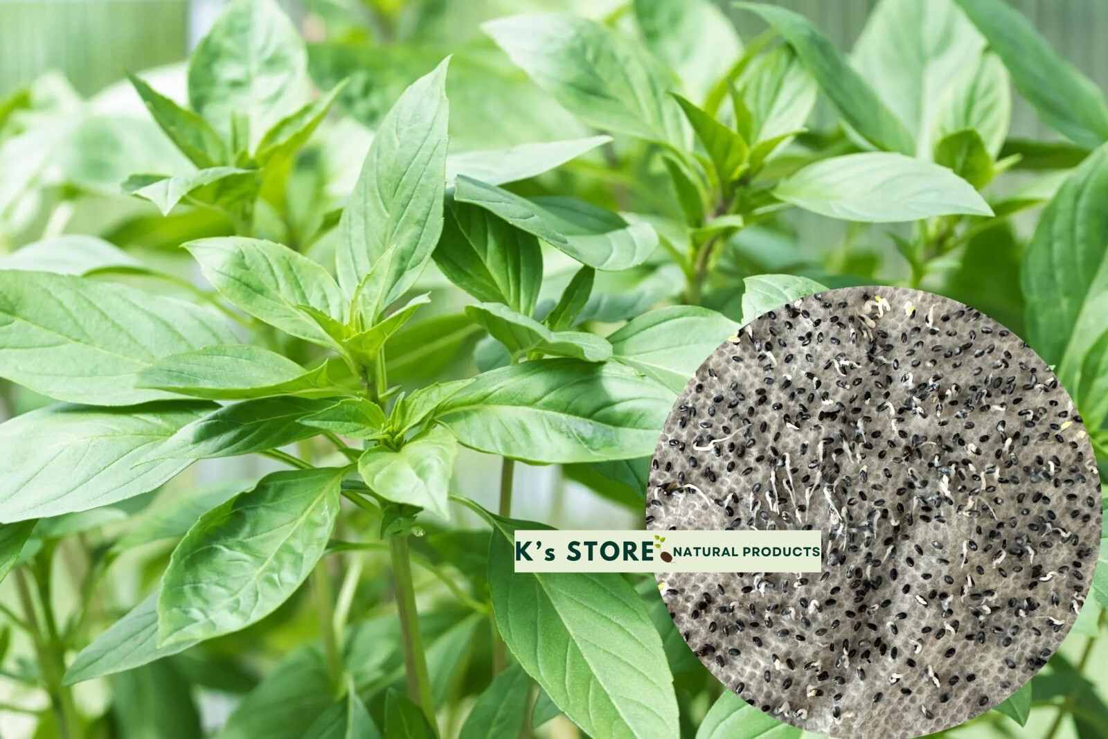 Thai Basil Ocimum Basilicum/ Lime Basil Seeds, Hạt Giống Húng Quế / Rau É Trắng