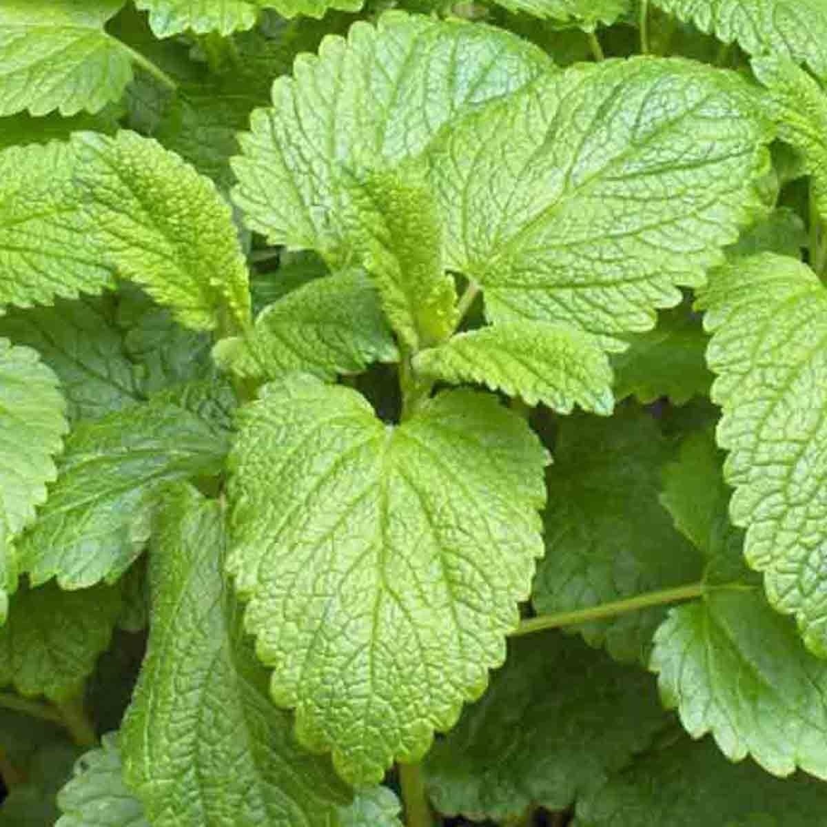 1000 LEMON BALM CITRONELLA PERENNIAL SEEDS MOSQUITO INSECT REPELLENT NON-GMO US