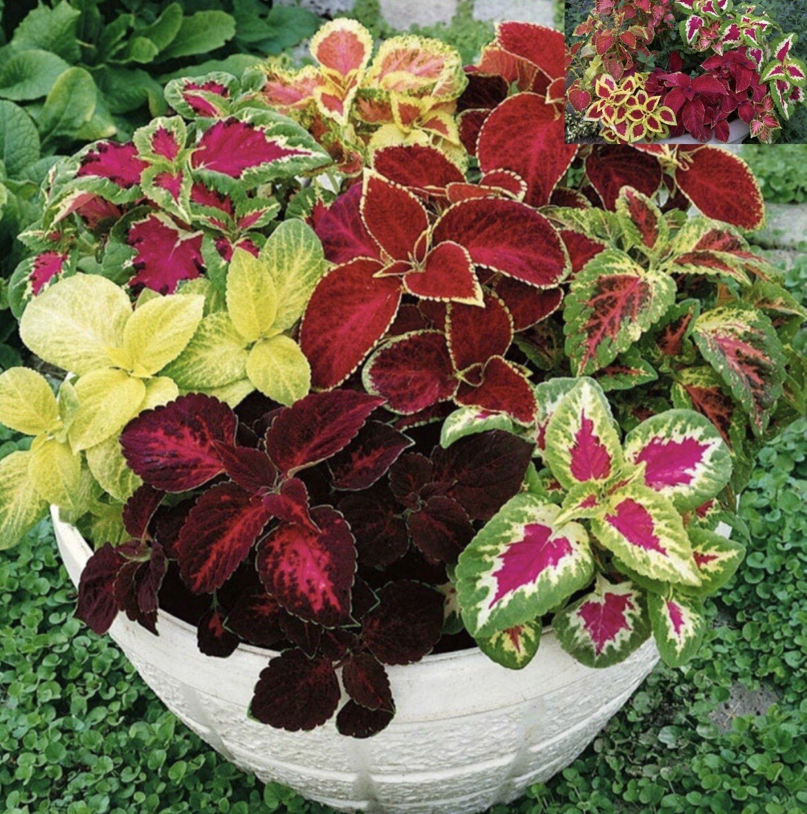 6 VARIETY SEEDS.MOSS ROSE ,BLACKEYED SUSAN, COCKSCOMB, COLEUS,FOXGLOVE,S WILLIAM
