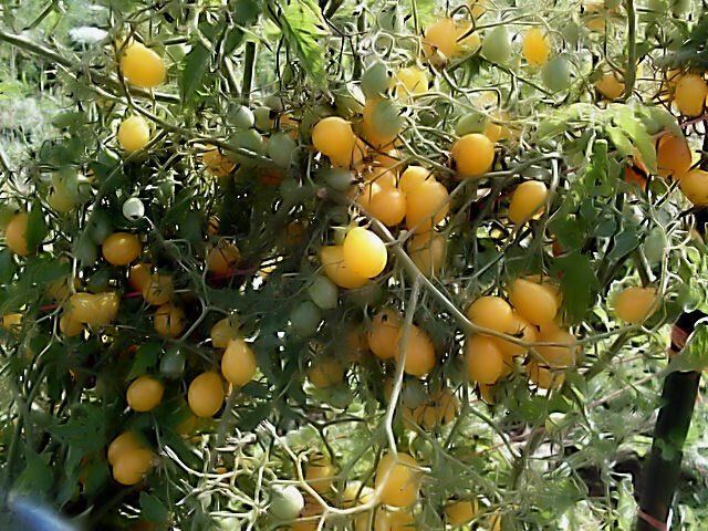 0.1 gram or 70+ Yellow Pear Tomato seeds. OG/OP. One of the first heirlooms!
