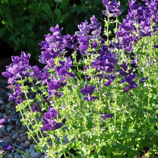 Clary Sage BLUE MONDAY Salvia Perennial Medicinal Sun or Shade Non-GMO 200 Seeds