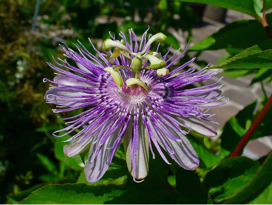 HAWAIIAN PASSION FRUIT LILIKOI SEEDS – 1 Pack