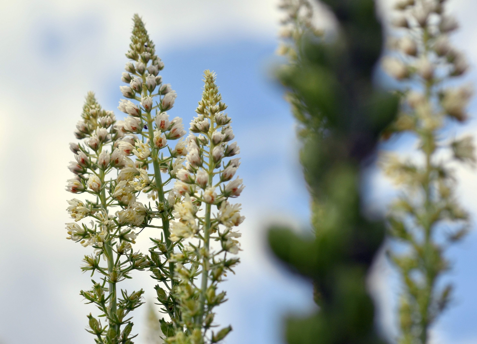 200 WHITE MIGNONETTE Reseda Alba VERY FRAGRANT Flower Seeds *Flat S/H