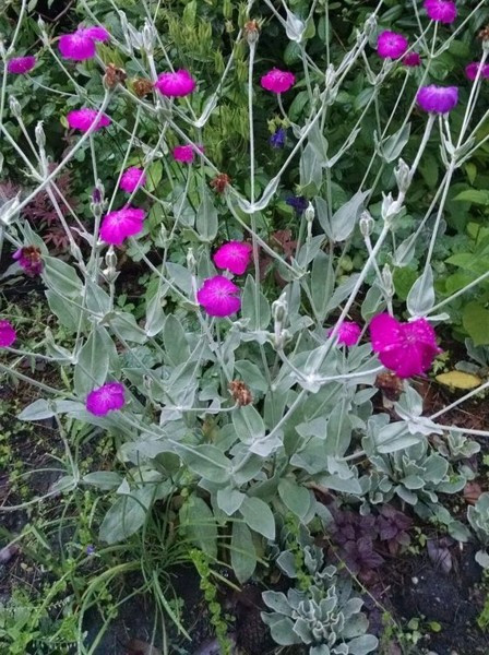 100 organic magenta Rose Campion flower seeds, harvested 08/25, FREE SHIPPING