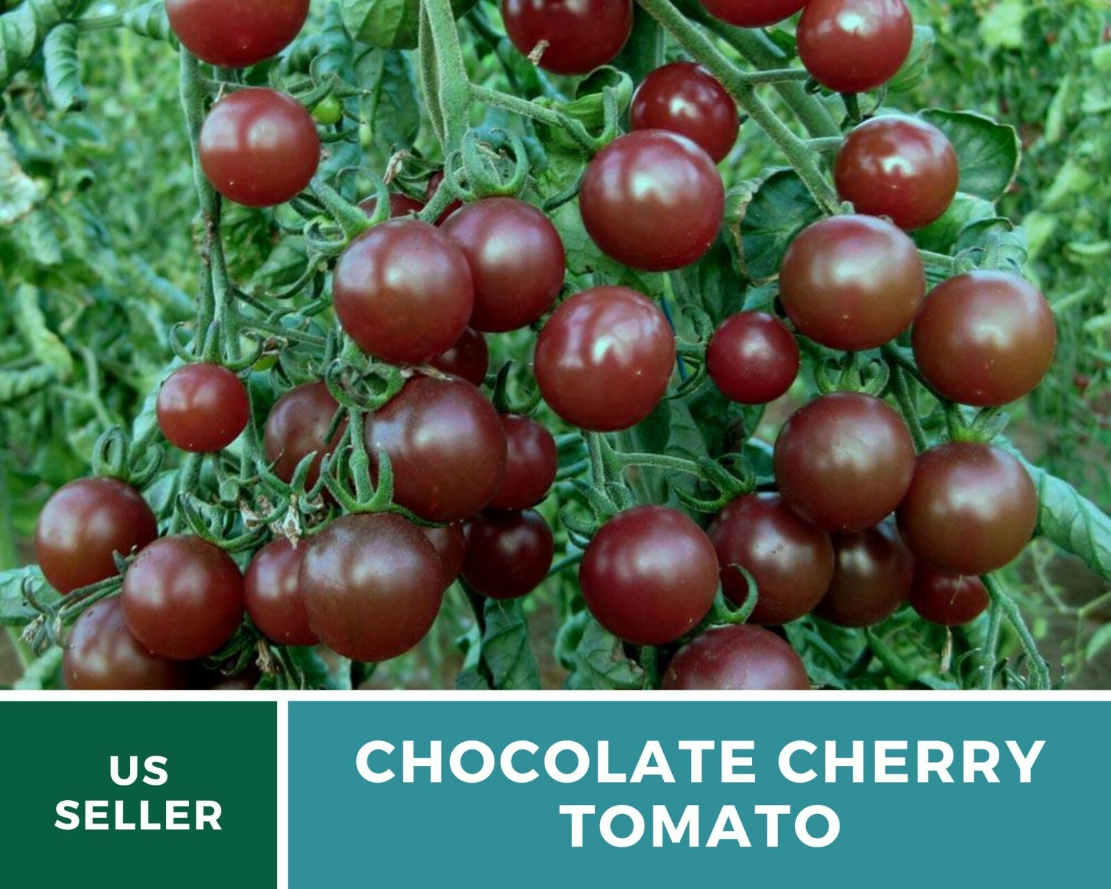 Tomato, Chocolate Cherry – Heirloom Seeds