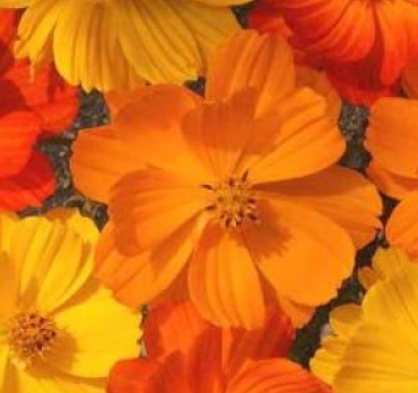 COSMOS BRIGHT LIGHTS MIX 30 FRESH FLOWER SEEDS FREE USA SHIPPING