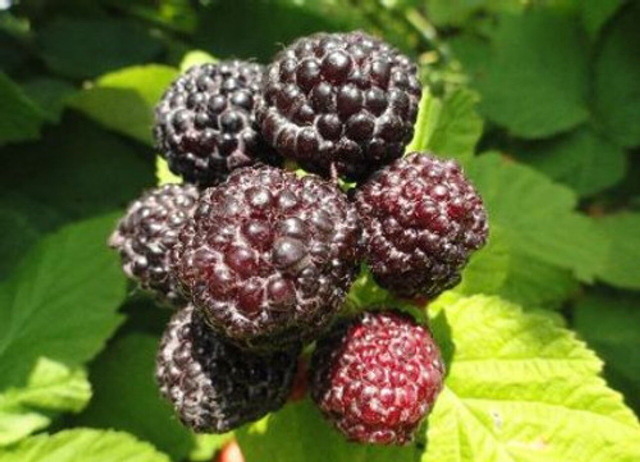 1 plant of “Black Delicious” a new Black Raspberry Rubus occidentallis