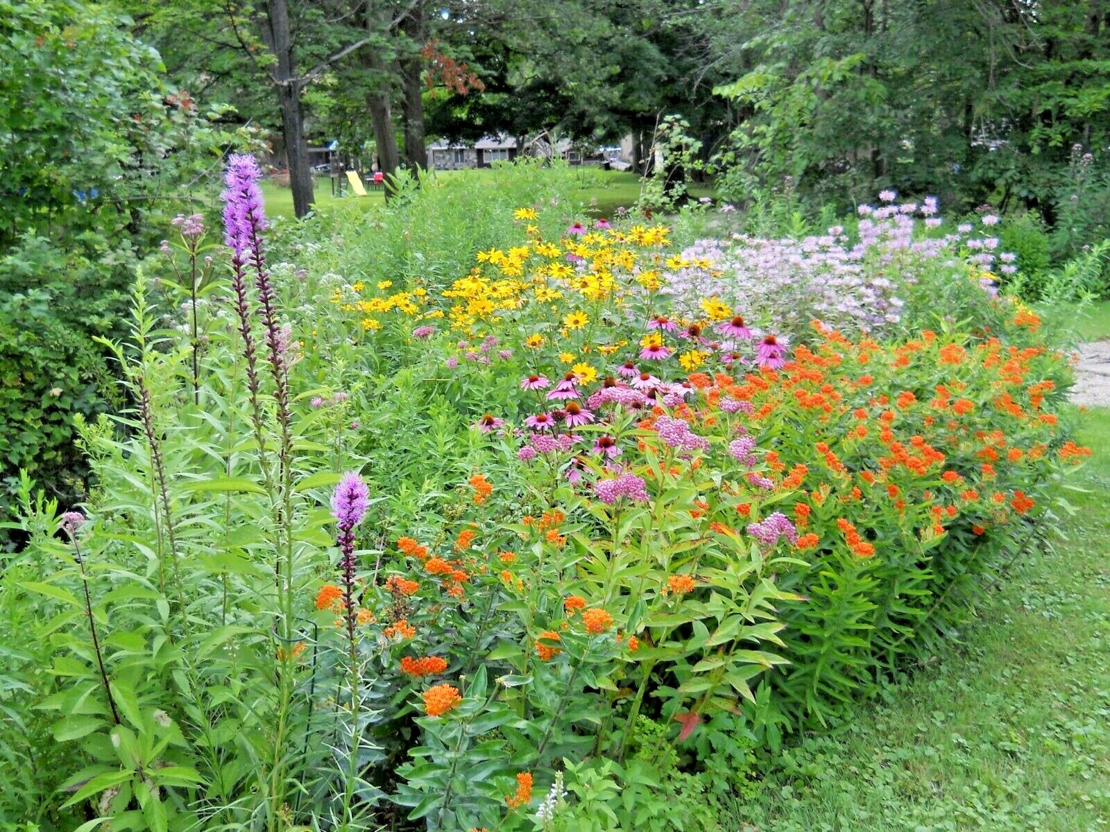 2001+Tall NATIVE WILDFLOWER MIX Seeds 19 Flowering Annuals Cut Flowers Fast Easy