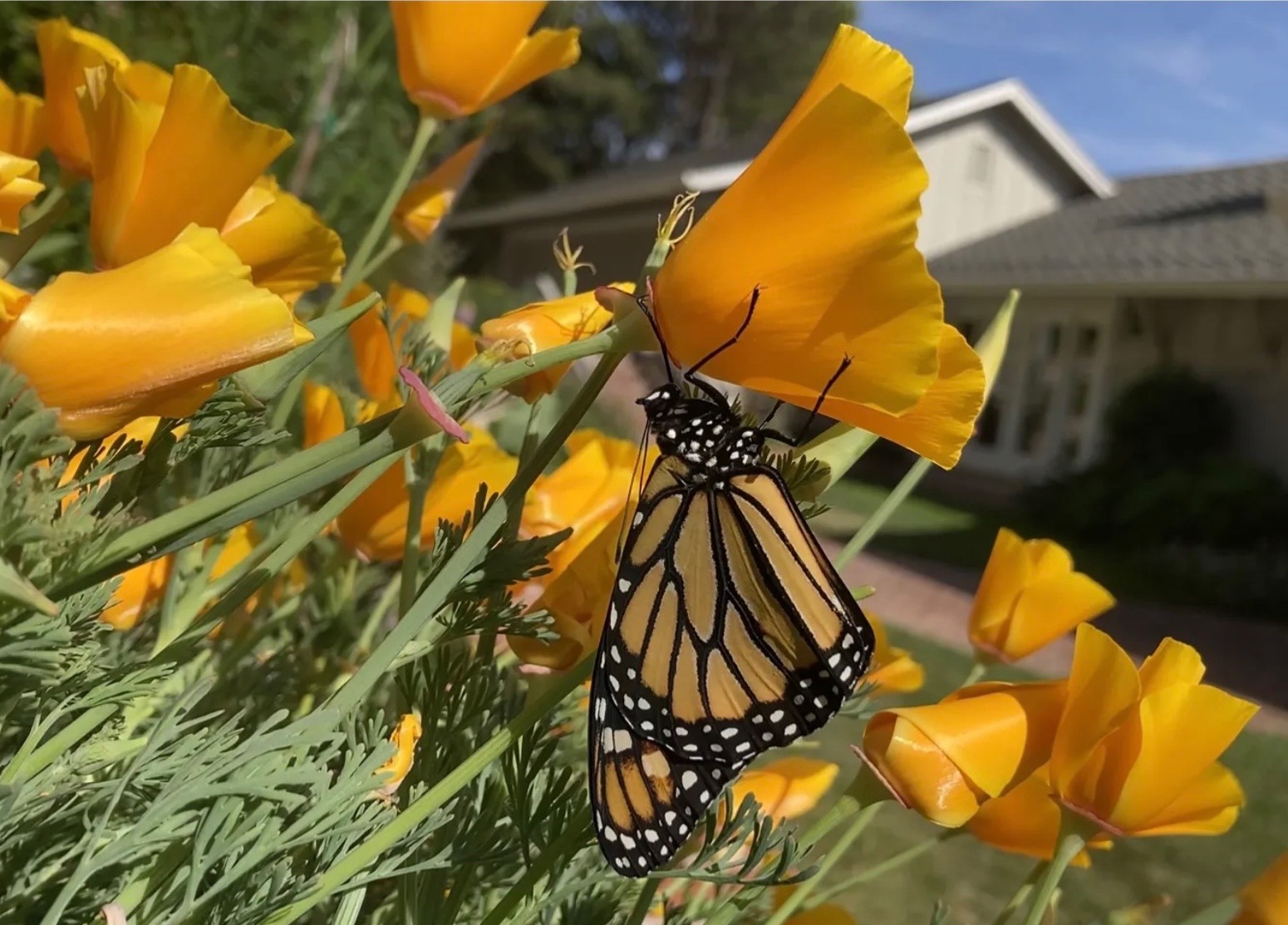 75+ Extra Golden California Poppy – Fresh Seeds – 🐝 – Non-GMO, USA Seller 🇺🇸