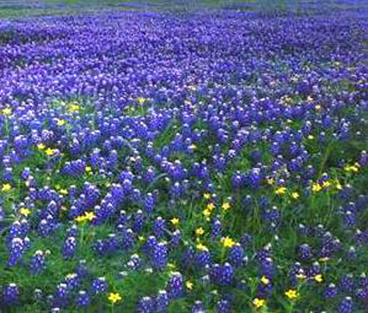Lupinus texensis TEXAS BLUEBONNET Seeds!