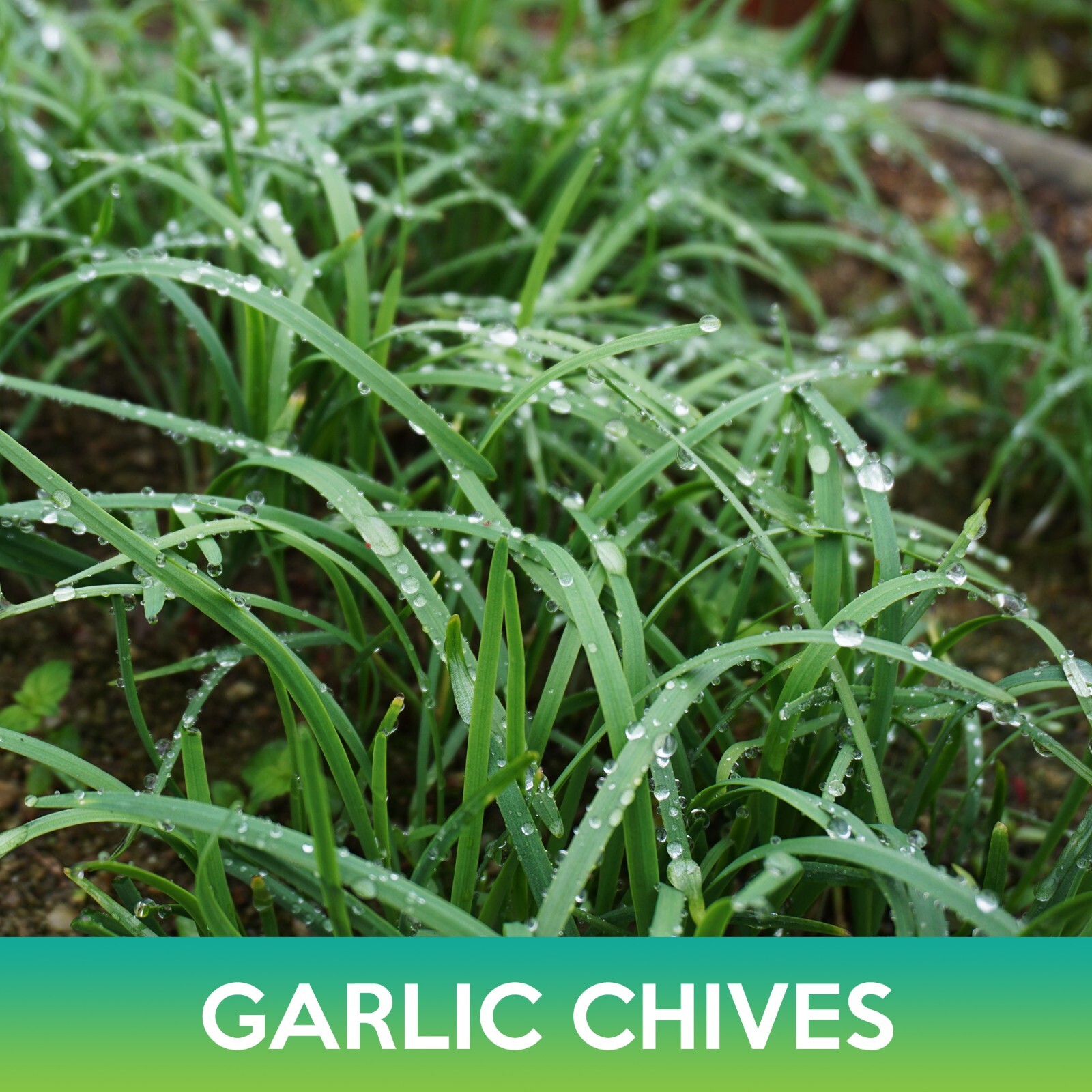 Garlic Chives Seeds, Allium tuberosum