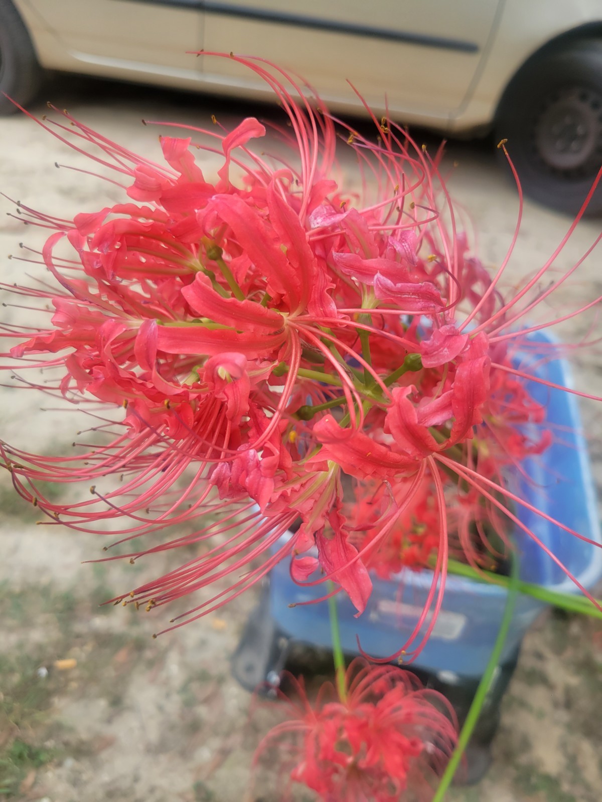 Red Red Spider Lily 5 Pack Live Bulbs