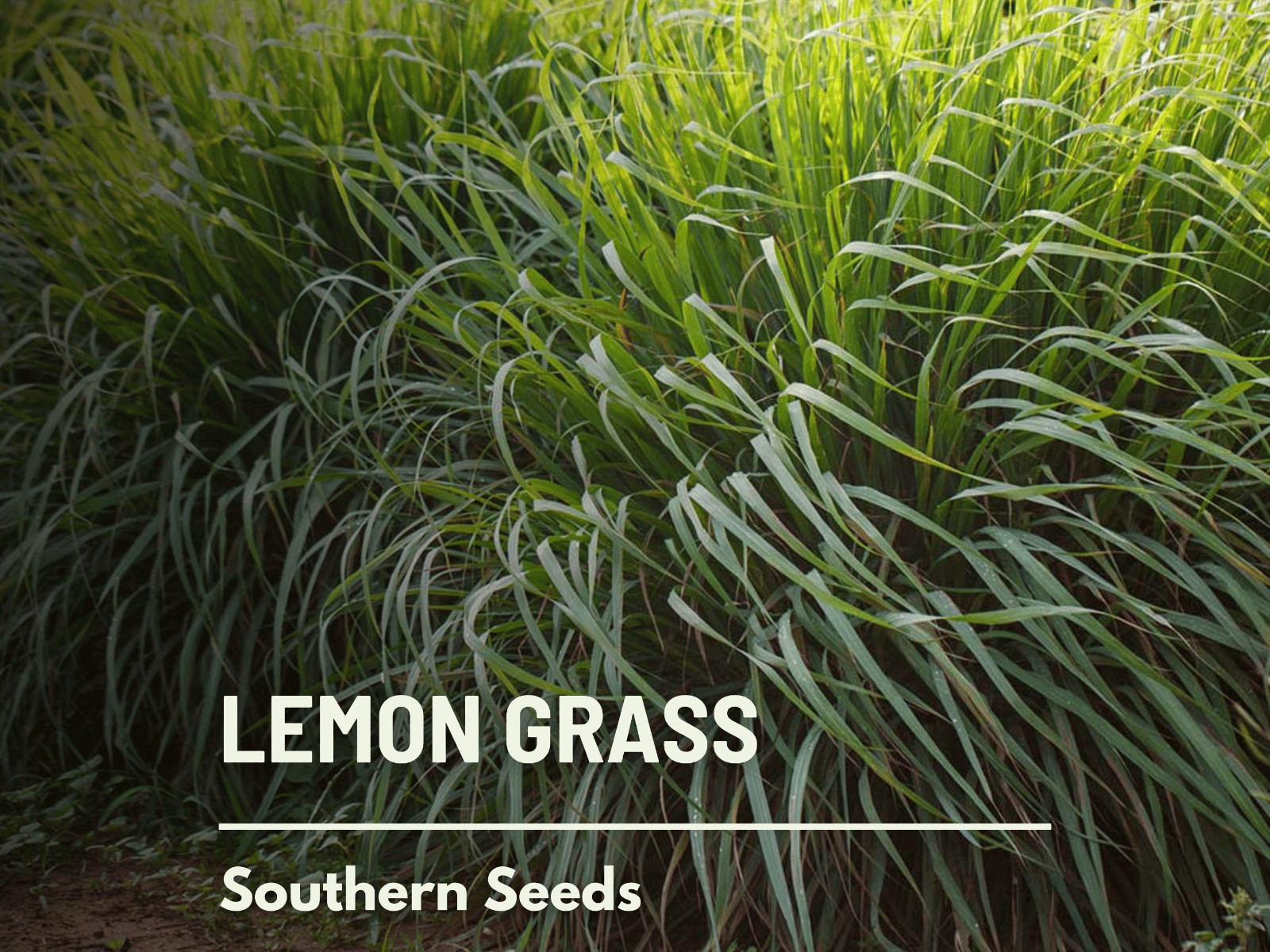 Lemon Grass – 100 Seeds – Culinary & Medicinal Herb (Cymbopogon Flexuosus)