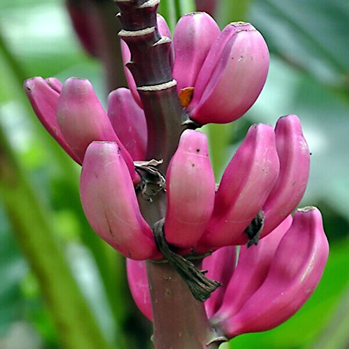 20 Pink Dwarf Banana Tree Fruit Plant Seeds (Musa velu.) Rare Fast Hardy-Zone 7b
