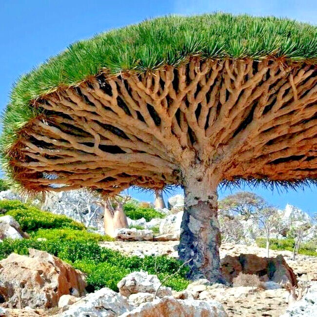 10 Dragon’s Blood Tree Seeds (Dracaena draco) Exotic Canary Island Palm Bonsai