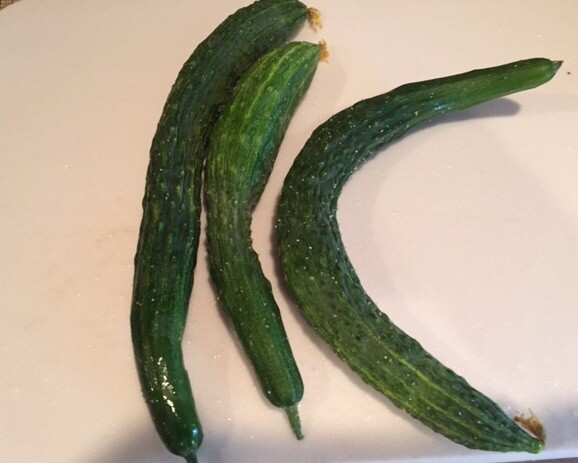 60 organic SUYO LONG SOOYOW SUHYO burpless Japanese cucumber seeds 帶刺小黃瓜 四葉胡瓜