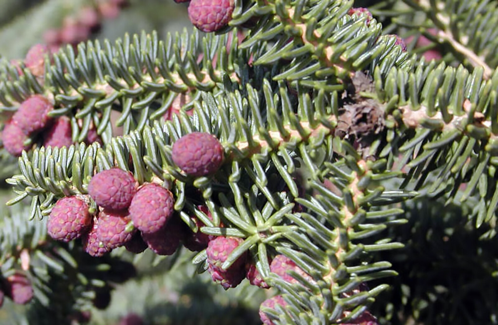 Blue Noble Fir, Abies procera glauca, (Abies nobilis), Tree Seeds (Evergreen)