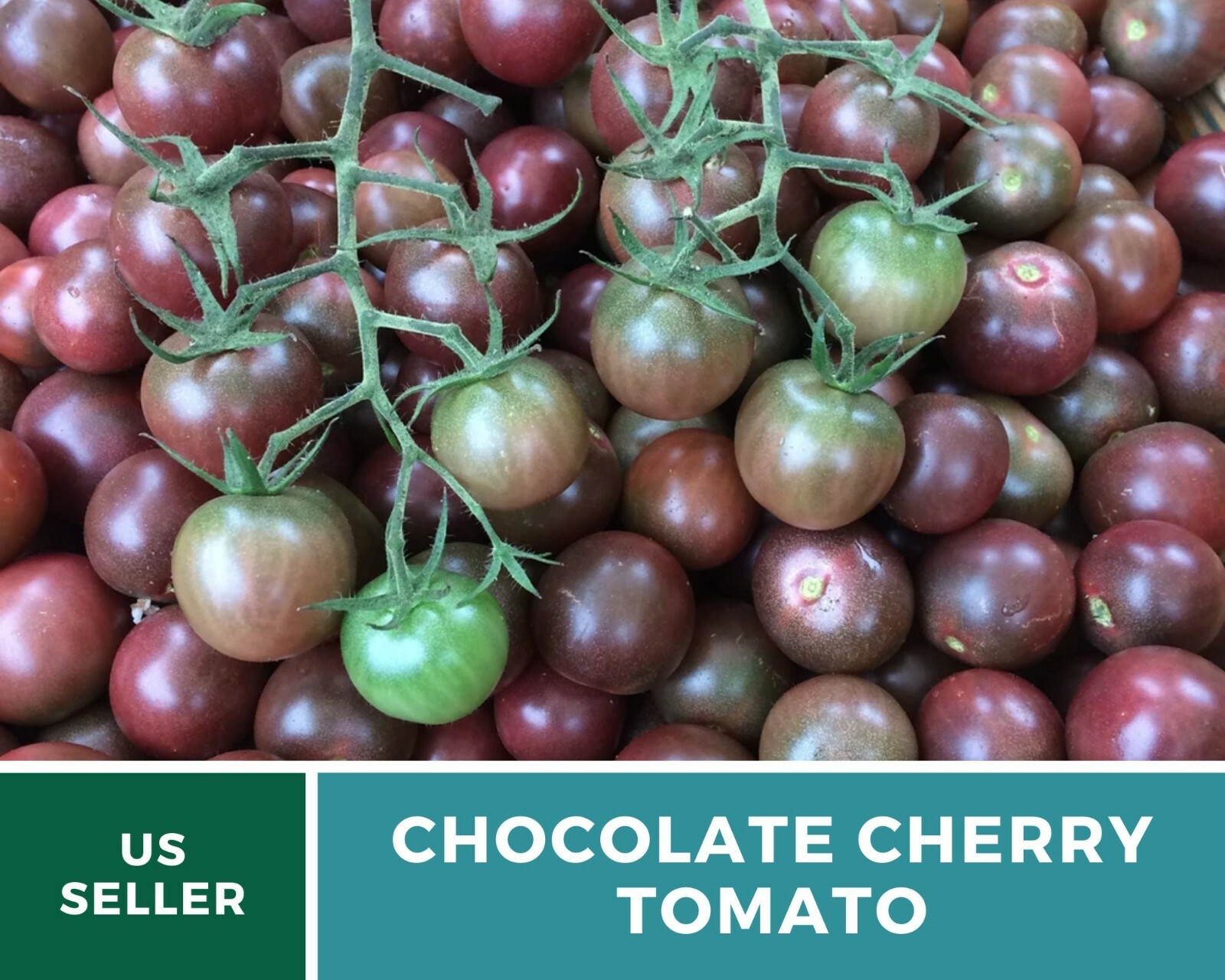 Tomato, Chocolate Cherry – Heirloom Seeds