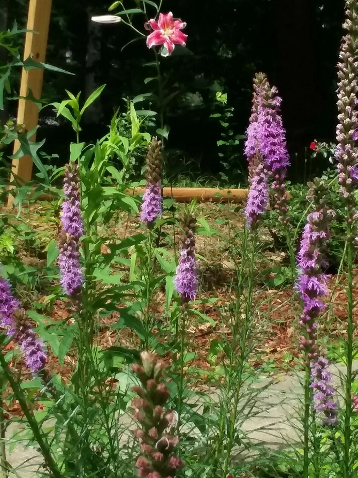300+ Bright Purple Gayfeather/Blazing Star Flower Seeds.Perennial Native Flower.