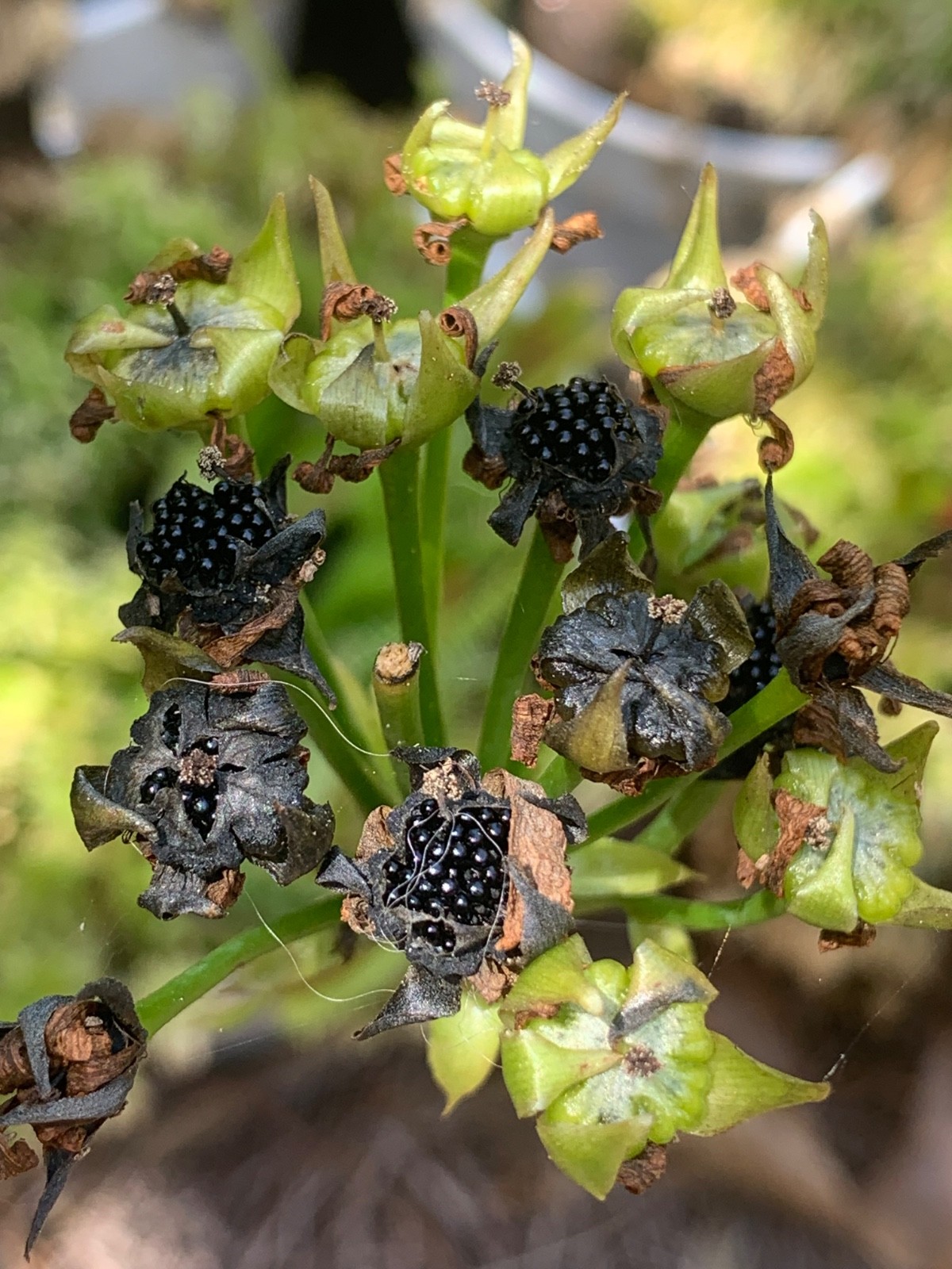 100+ Venus Flytrap seeds + Maxsea plant food