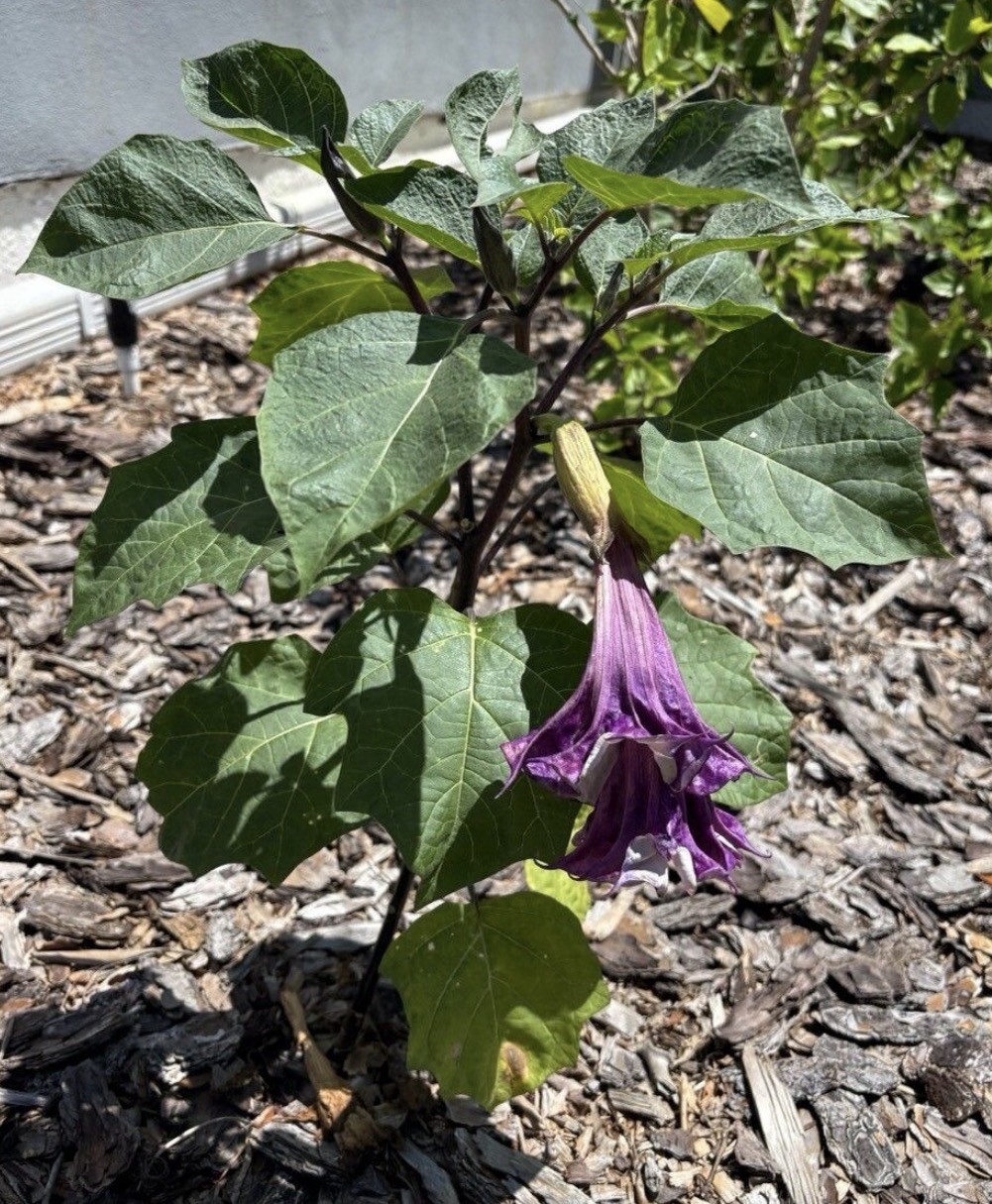 20 Seeds Devil’s Trumpet, Horn of Plenty (Datura metel) Purple Lavender & White