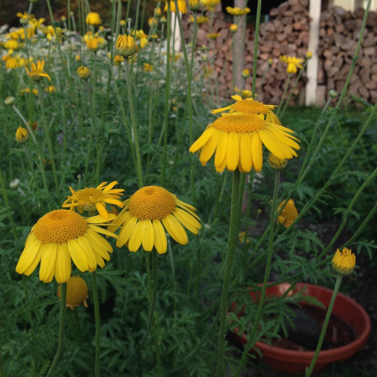 Dyer’s Chamomile Seeds (Anthemis tinctora) ~Dye Plant Pollinator Garden