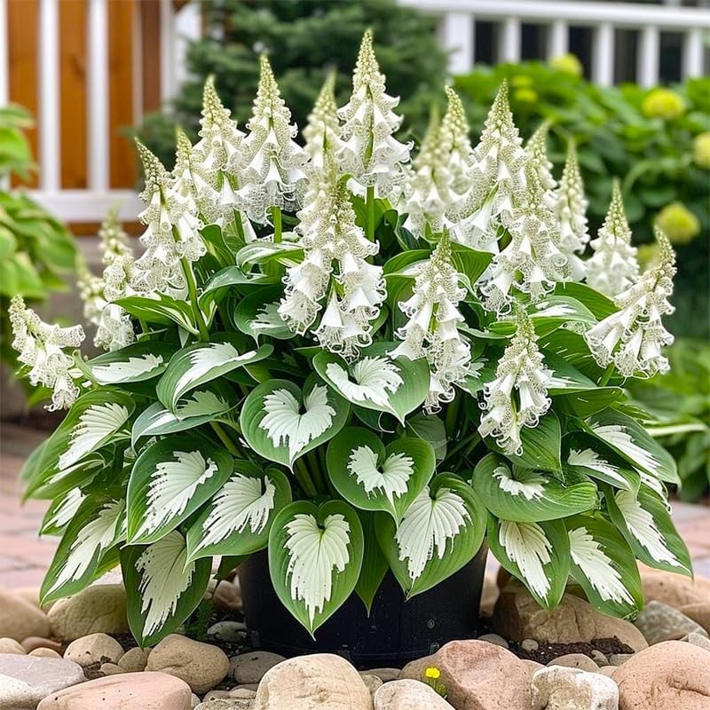 315+ Perennial Mix Color Hosta Seeds for Planting in Outdoor Garden