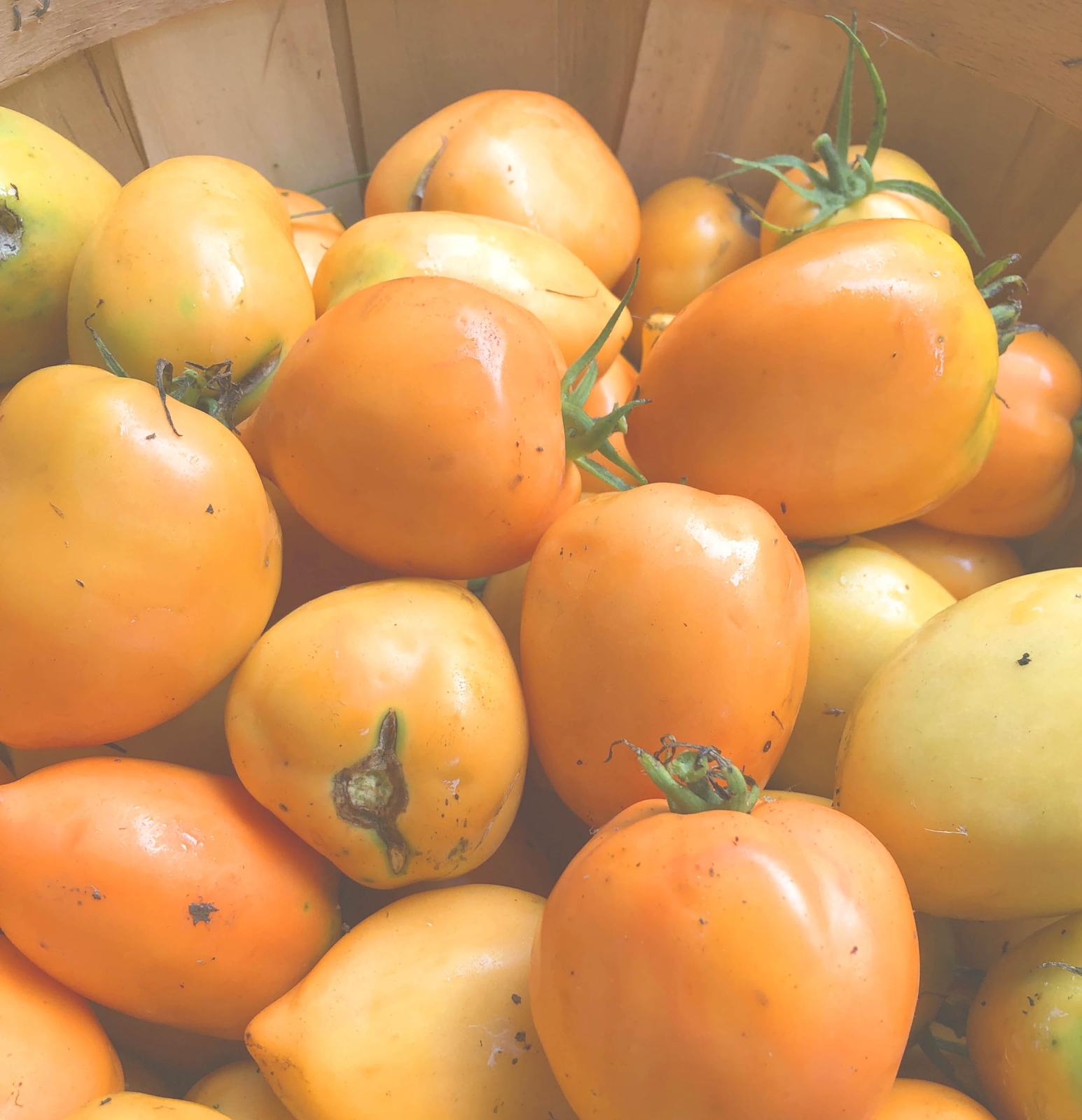 Organic Goldfish Tomato Seeds (Solanum lycopersicum) 150 Seeds (0.5 Grams)