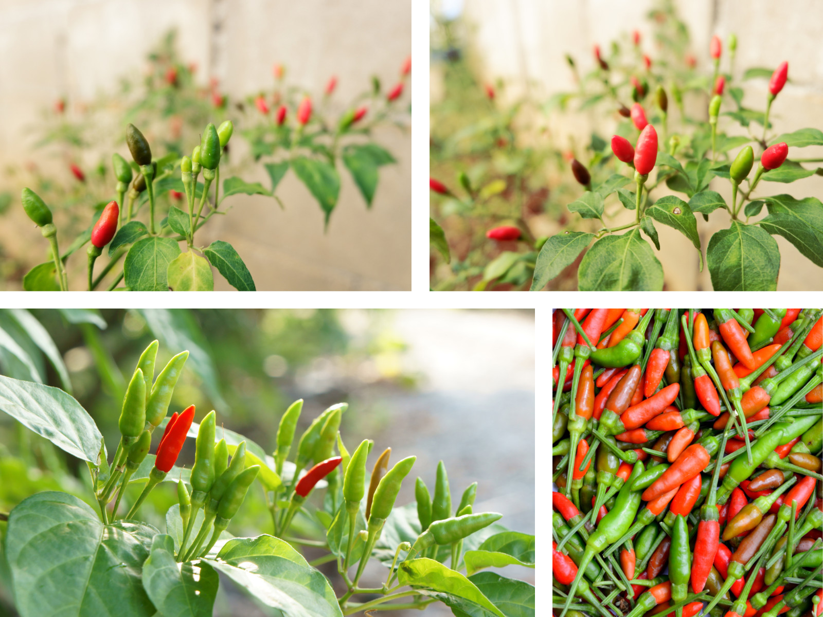 35 Seeds| Bird’s Eye Chili Peppers (Thai) Seeds#6039