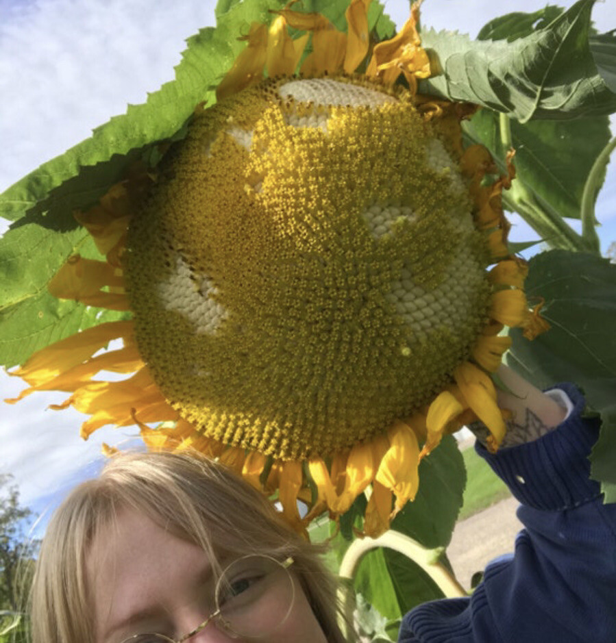 MAMMOTH GREY STRIPE – MASSIVE SUNFLOWER – TALL – 16-18” BLOOMS – 20 SEEDS