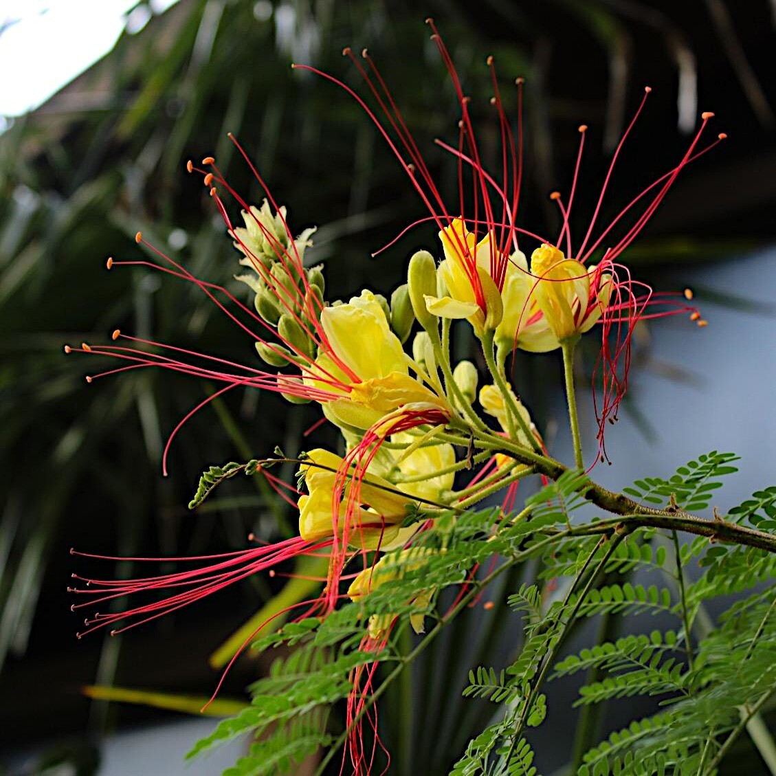 MEXICAN DESERT YELLOW BIRD OF PARADISE SHRUB FLOWER TREE SEEDS (C. Gilliesii)