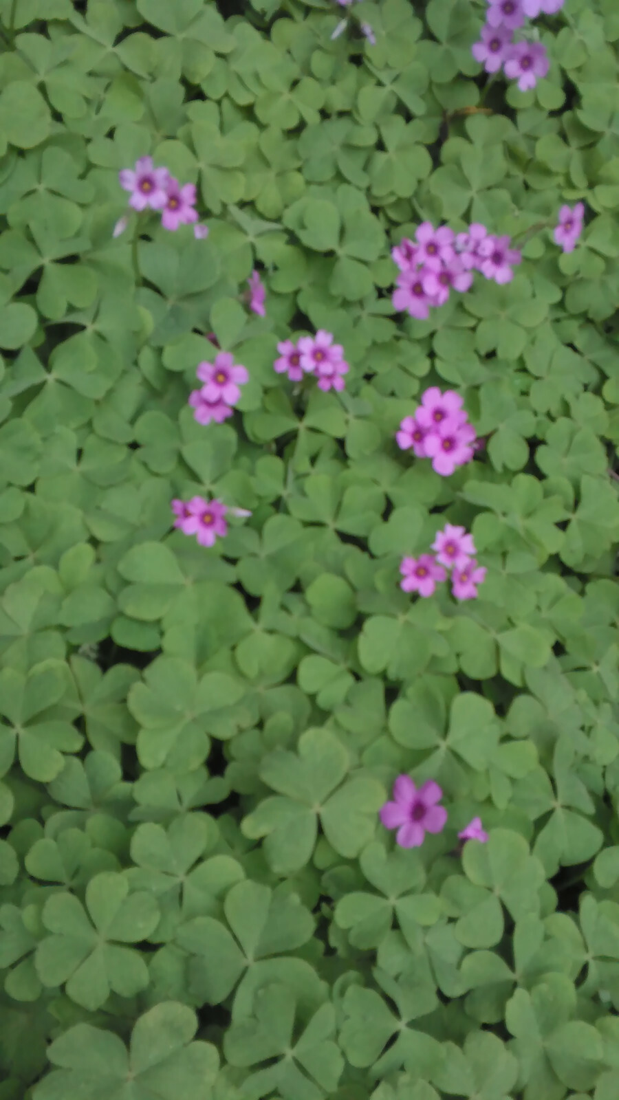 10 Pink Oxalis Wood Sorrel Bulbs- Fresh & Ready To Plant