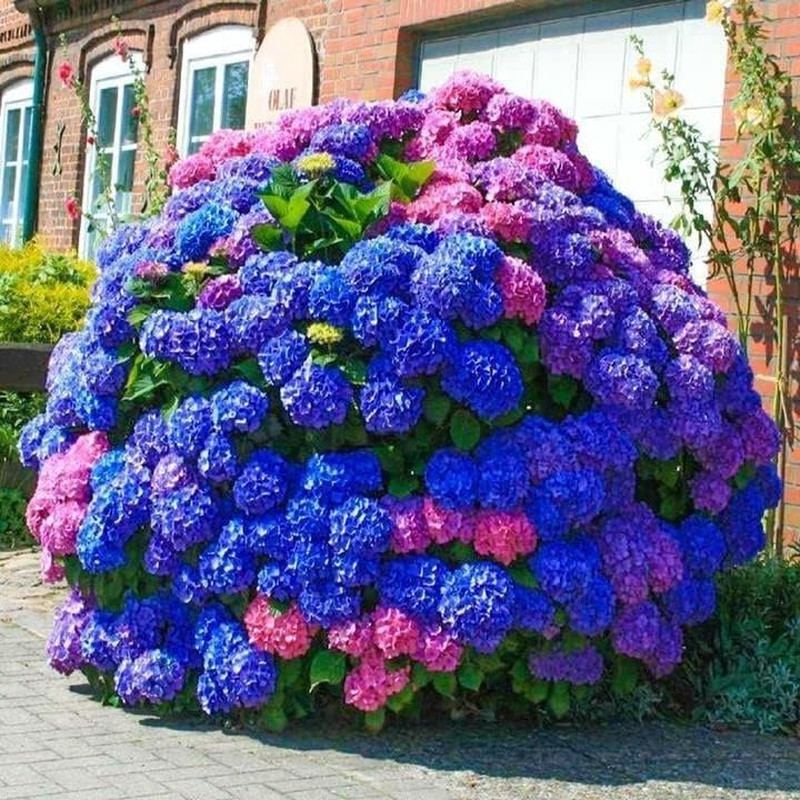 35pcs Blue Pink Purple Hydrangea Seeds – Stunning Perennial Flowers for Colorful