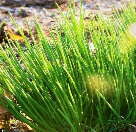Onion Chives Seeds | USA Garden Vegetable American French Green Herb Seed 2023