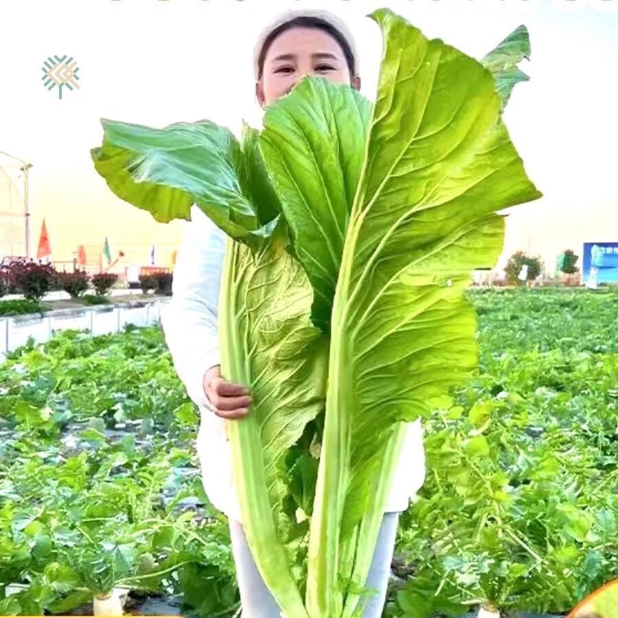 5000+ Super Large Leaf Bamboo GAI CHOI Mustard Green seeds Cai Be xanh Sieu Lon