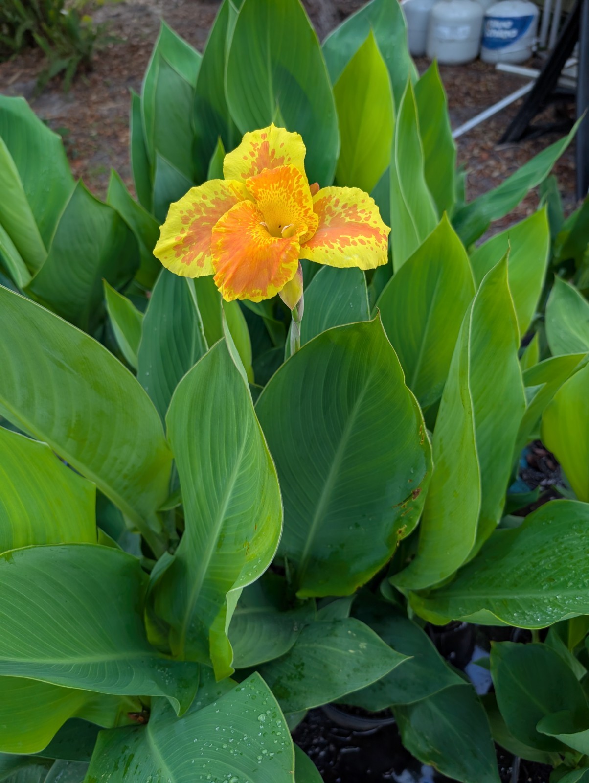 BULK 24+ Canna Rooted Rhizomes bulbs Variety Pack Red Yellow Orange Mixed Lot