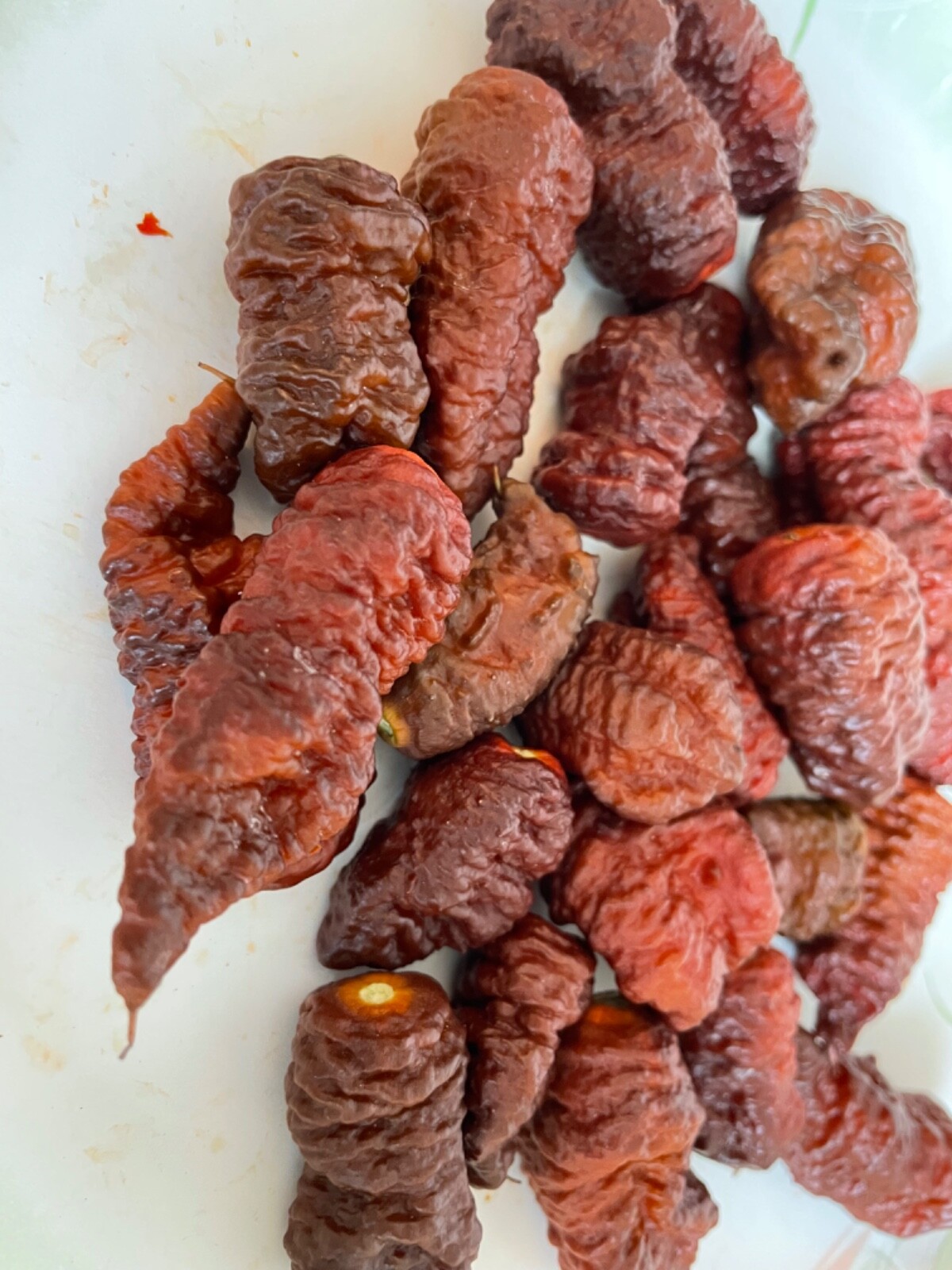 30+ Super Hot Chocolate Ghost Pepper Seeds  Ghost Bhutlah Authentic Super Hot