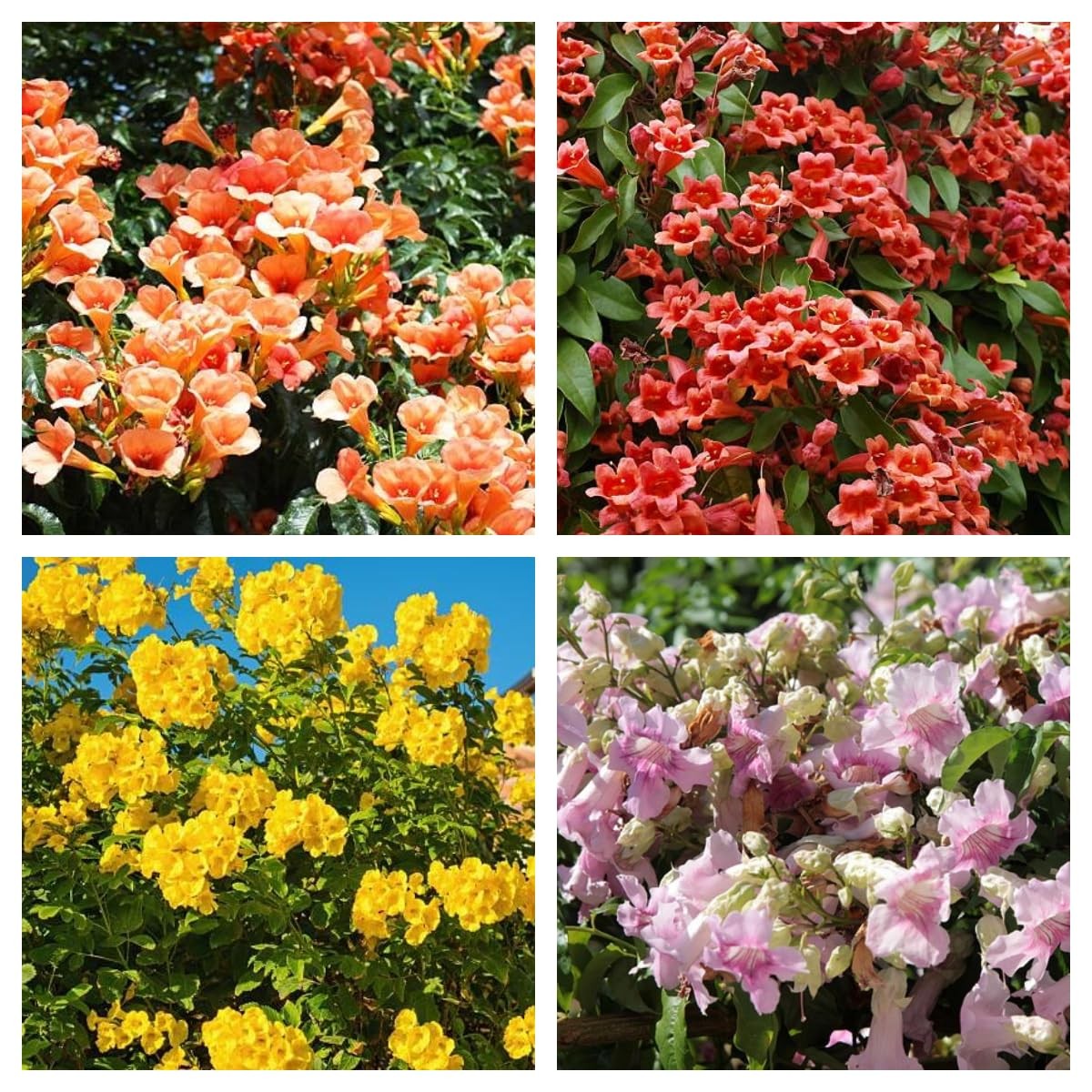 Trumpet Vine Seeds for Planting 300+ Seeds, Mix Color, NonGMO Heirloom, Trum…