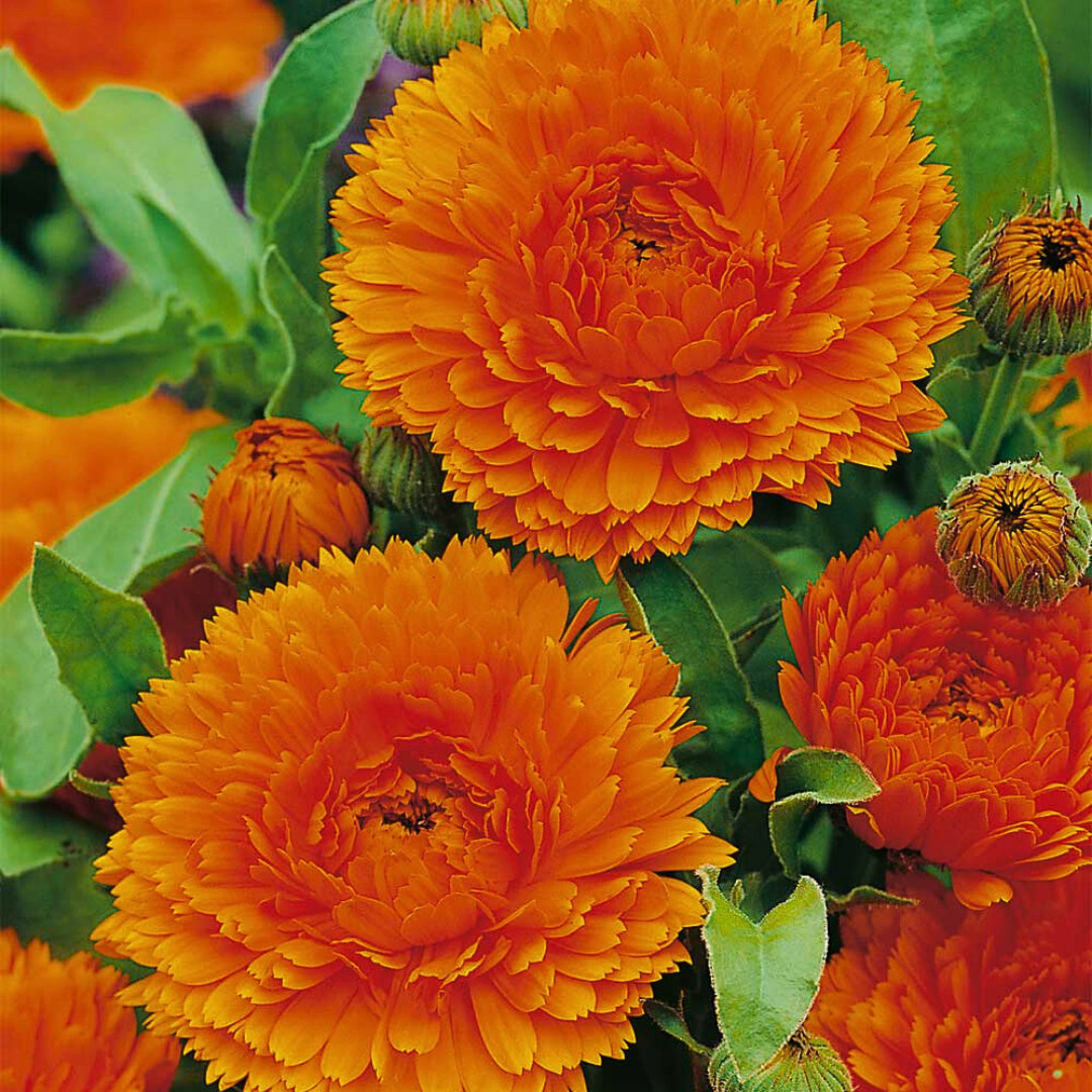 Fresh Premium French Marigold Calendula Seeds | Heirloom Non-GMO | Flower Seeds