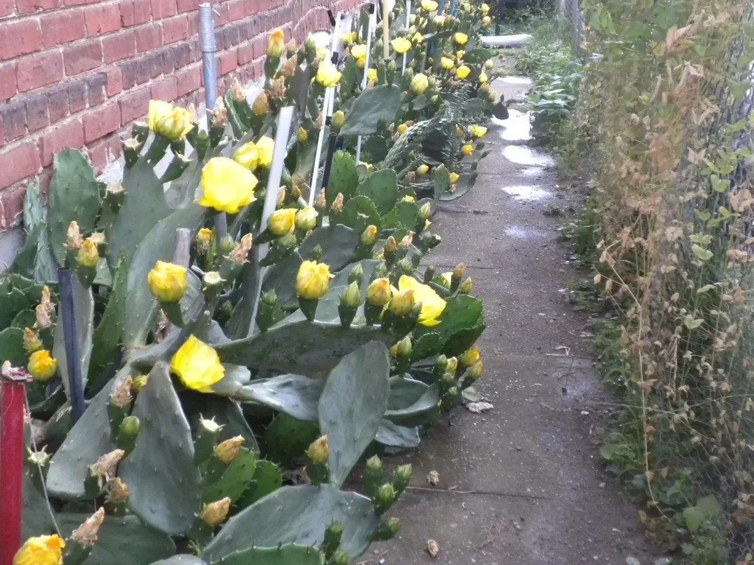 20 EASTERN PRICKLY PEAR CACTUS SEEDS – spineless, large pads -NJ cold hardy