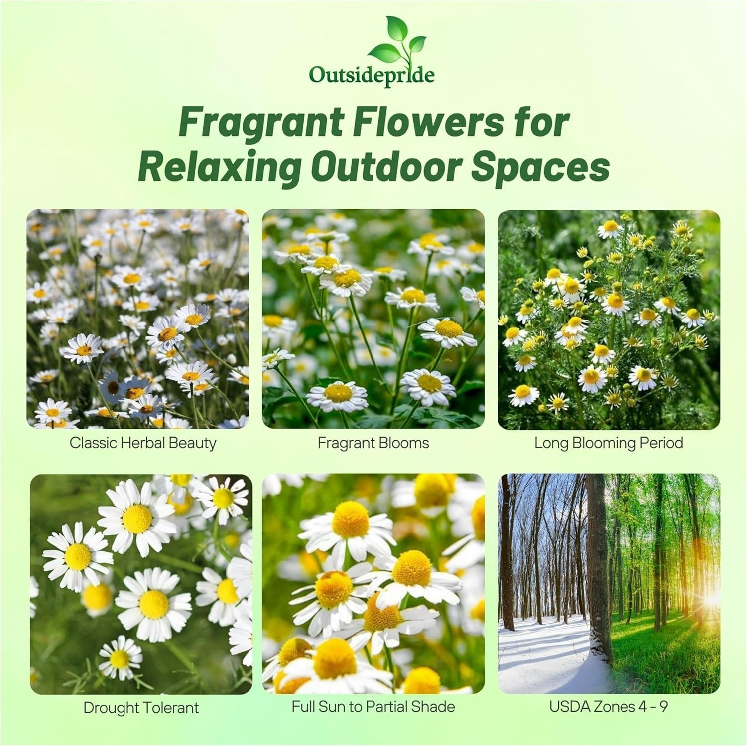 25000 Count Roman Chamomile Seeds – Perennial Herb for Beautiful Outdoor Spaces