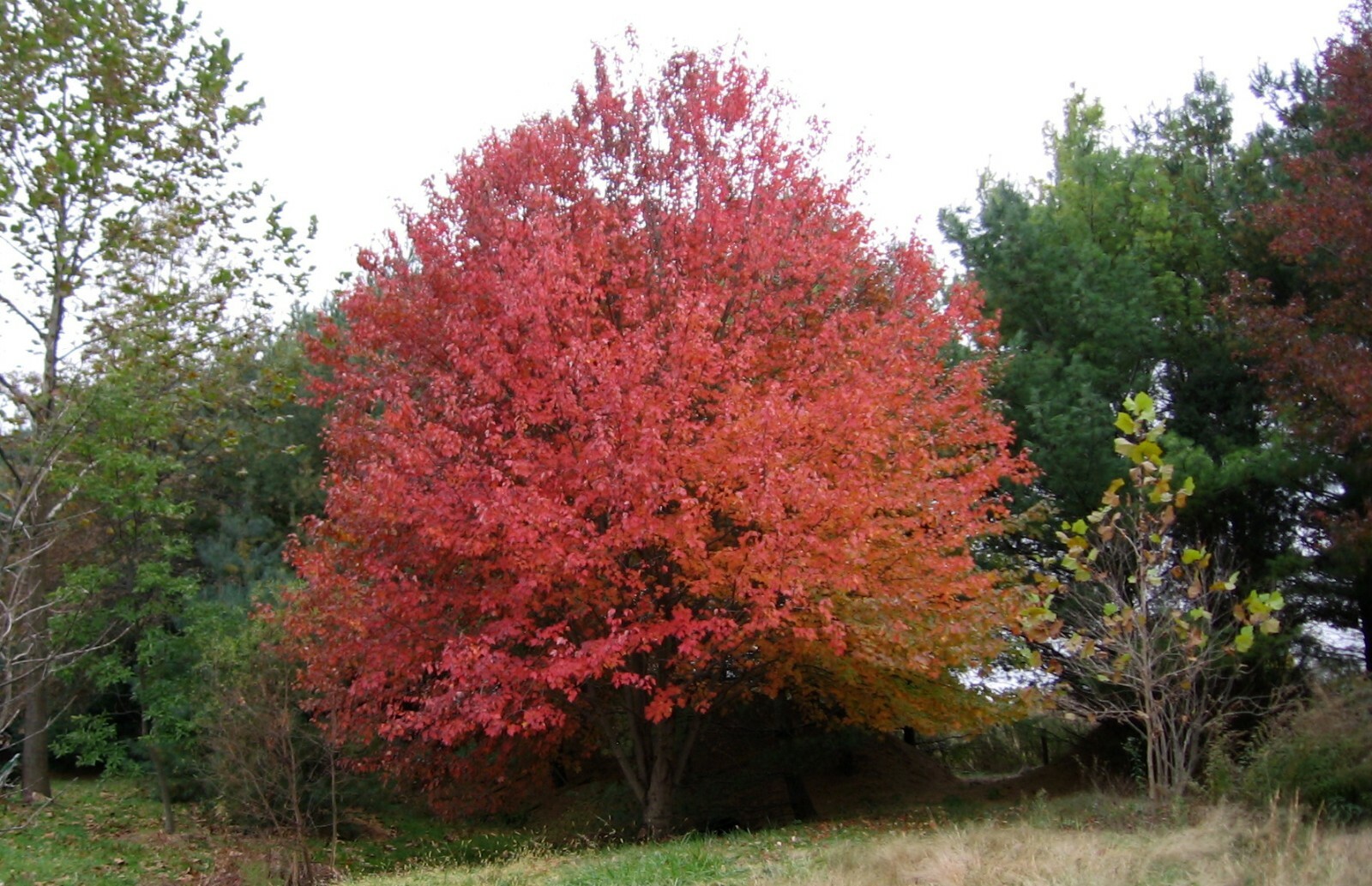 Red Maple, Acer rubrum, (Northern Source) Tree Seeds (Fast, Fall Colors)