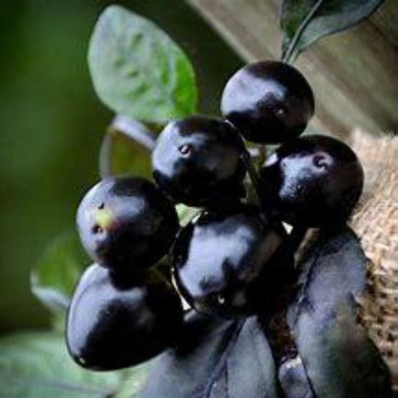 Black Pearl Ornamental Pepper 10 Seeds Free Shipping!