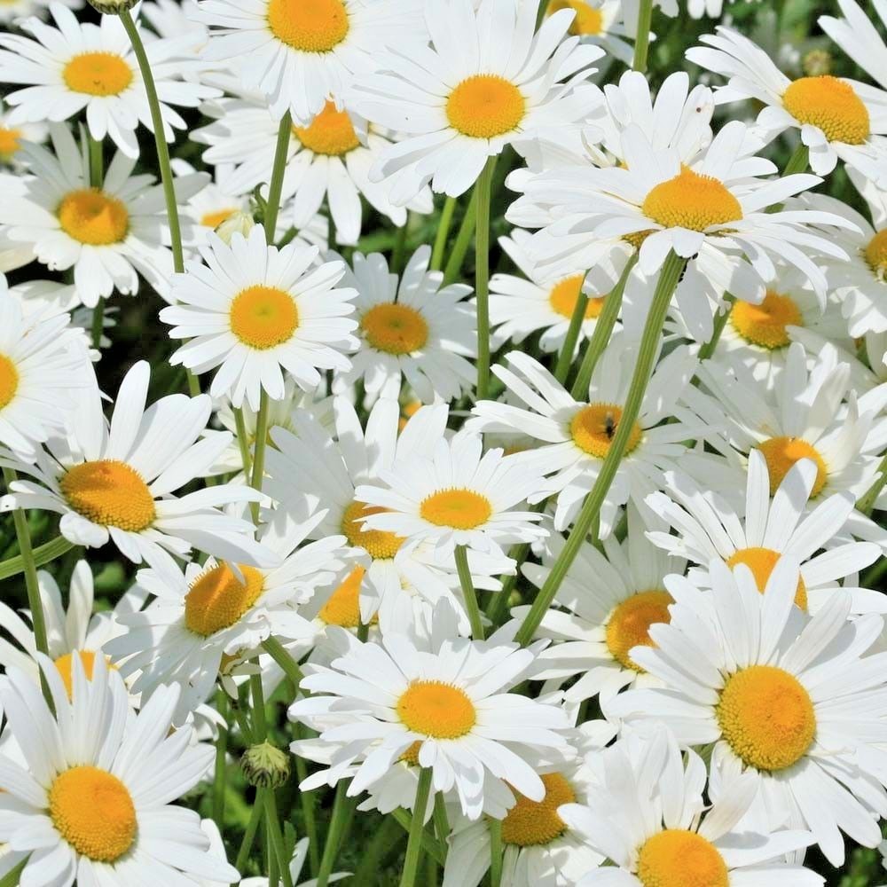 301+SILVER PRINCESS Seeds Dwarf Shasta Daisy Cut Flowers Container Garden Easy