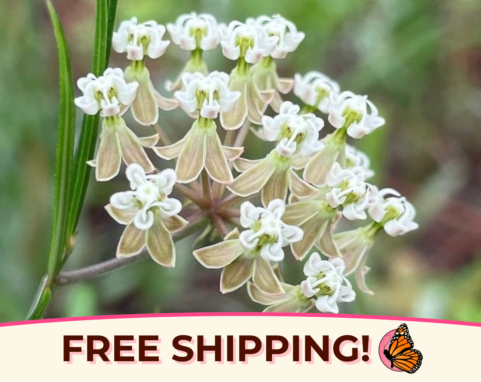 85+ Whorled Milkweed Seeds | AKA Horsetail Milkweed, Asclepias verticillata