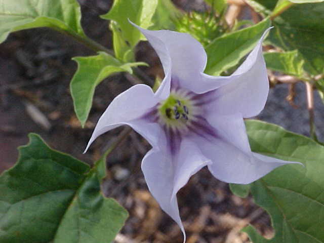 (50+) Datura Stramonium Jimsonweed Moon Lily Flower Seeds
