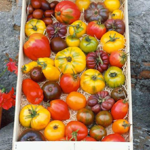 Tomato Mix HEIRLOOM Open Pollinated Bright Flavorful Colorful Non-GMO 100 Seeds!