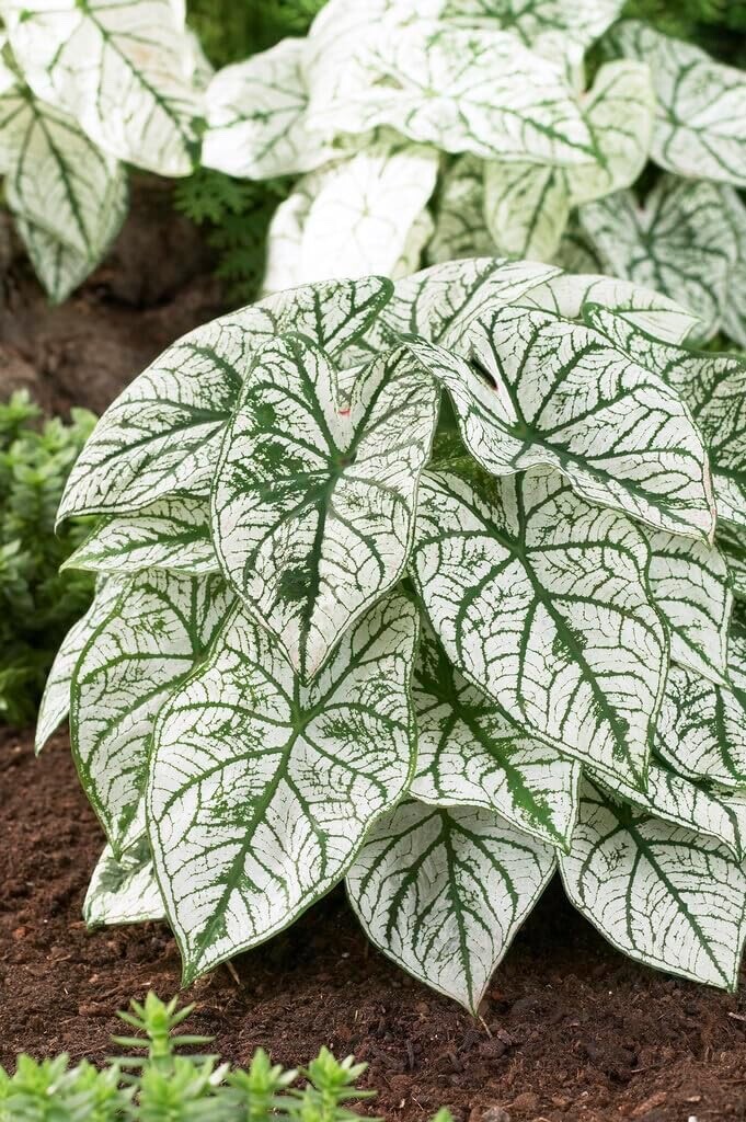 White Candidum Caladium Bulbs